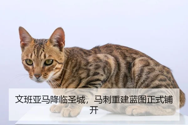 文班亚马降临圣城，马刺重建蓝图正式铺开